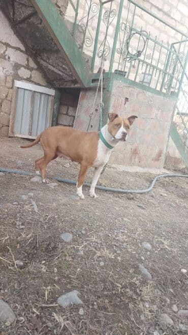 it parodalari: Питбуль, 3 годa, Самка — 3