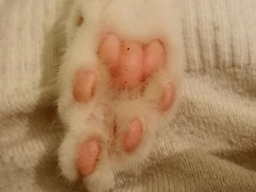 pişik cutleşdirme: Türk anqora, Erkək, Yaxşı əllərə, Ünvandan götürmə — 6