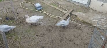 mirvari ördək: Həm kəsilməli həm də damazlıq original təmiz cins lal ördəklər ( — 8