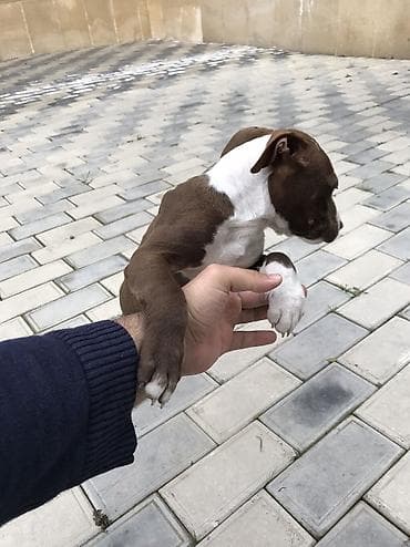 ucuz pisikler: Pitbul, 2 ay, Dişi, Peyvəndli, Rayonlara çatdırılma — 5