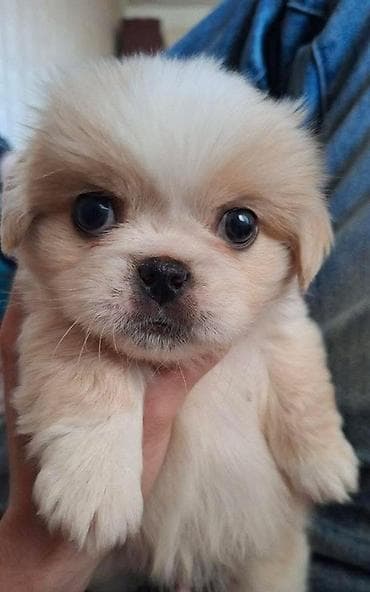 мини пудель: Pekines cinsi 1 ay 26 gunluk erkey pekines qurt dermani verilip — 1
