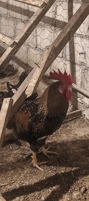 Toyuq, Yumurtalıq lalafo.az -da Toyuq, Yumurtalıq