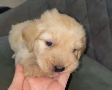 itlerin cutlesdirilmesi: Labrador-retriver, 2 ay, Dişi — 1