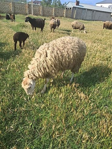 ana bala keci: Beylaqan qoyunu cavan heyvandi — 1