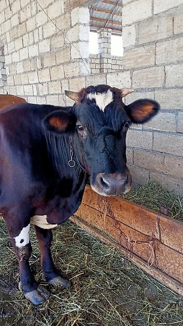 Dişi, il: 4, Südlük, Ünvandan götürmə lalafo.az -da Dişi, il: 4, Südlük, Ünvandan götürmə