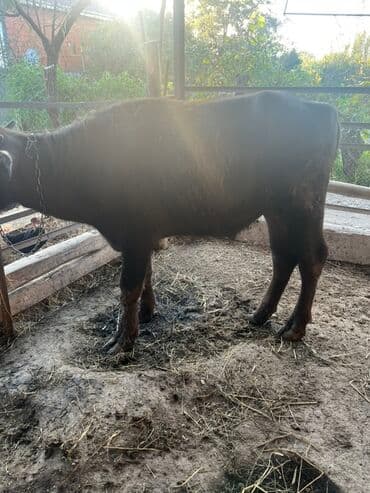 dovsan satışı: Erkək, il: 1, 135 kq, Ətlik, Ünvandan götürmə — 3