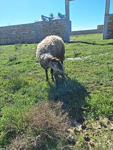 binə atciliq: 1ci qadınına toxludu hələ dişdə dəyişməyib balası dişdi — 2