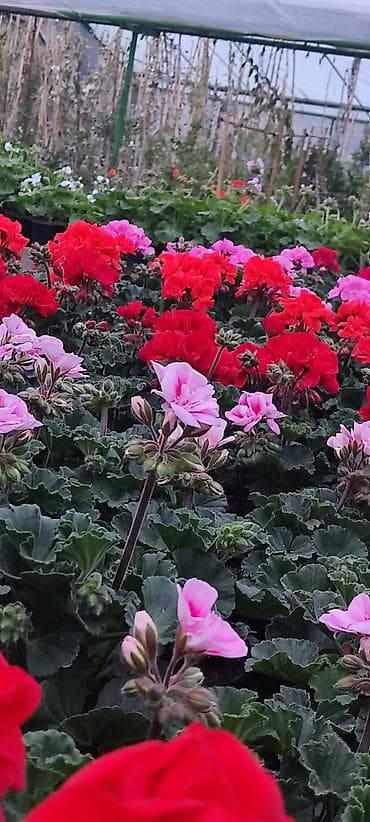 Gul parnikine isci xanim axtarilir is saati 9.00 19.00kimi