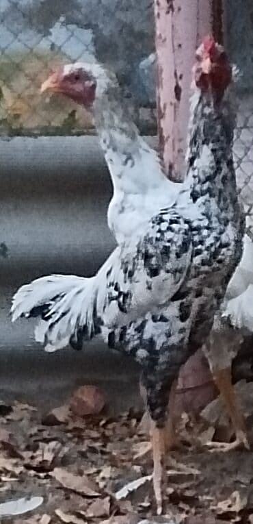 Xoruz, il: <1, Ünvandan götürmə