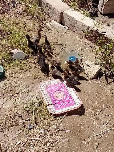 Ördək: 5 lal ordekdi 6 ədəd qariwigdi. ciddi alıcıya çatdırılma edərəm — 3