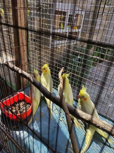 atla eşşəyin cütləşməsi: Bala korellalar yalniz zeng vitaminli — 7