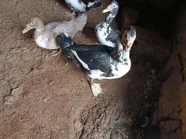 K/t heyvanları üçün mallar: Lal ördək cavan Erkek 30 dişi 20 azn öz həyətimin heyvanlaridi cuzi — 7