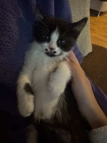 Pişiklər: Erkək, Yaxşı əllərə, Ünvandan götürmə, Pulsuz çatdırılma — 4