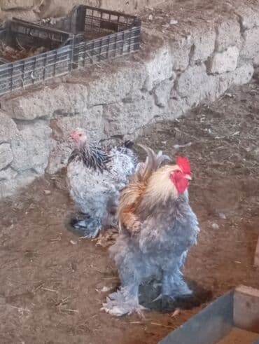 Toyuq, Brama, Damazlıq