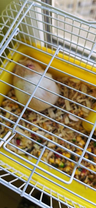 Pulsuz hamster sahiblendirilir. Qefes apilka yem yemek qabi carx su — 1