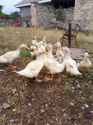 Ağ ördəklər – təsərrüfat üçün sürü - Cins: ağıra yaxın yumurta-ət