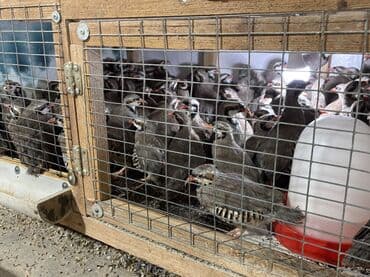 kopek qiymeti: Təcili olaraq 7-8 aylıq iri yumurlaq damazlıq kəkliklər satılır — 6