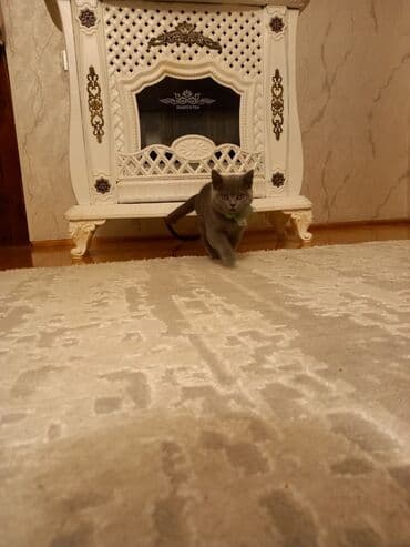 pişik adları: Britan, Erkək, Rayonlara çatdırılma — 5