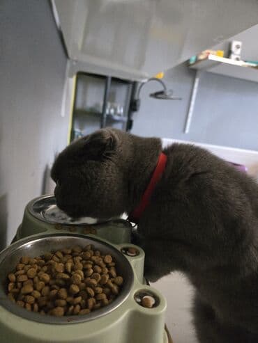 dişi qoyun: Şotland yastı qulaq, Dişi, Yaxşı əllərə, Ünvandan götürmə, Ödənişli çatdırılma — 5