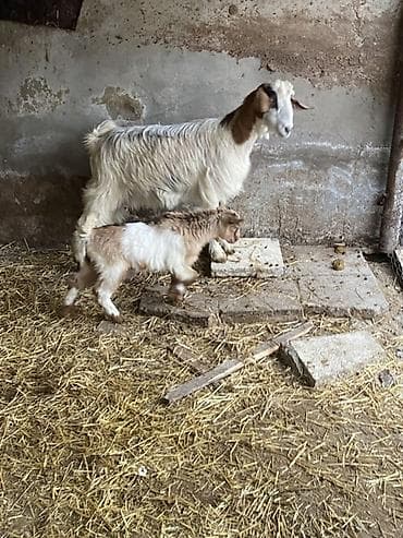 helep: Ana bala heleb balasi erkeydi — 4