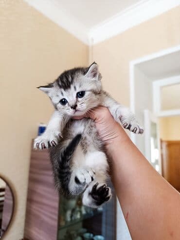 шотландский котенок: Şotland, Erkək — 7