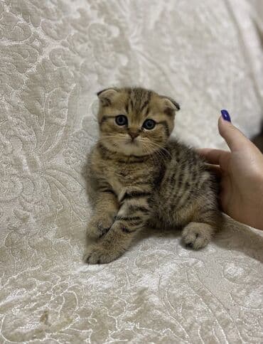 canavar şəkilləri: 100 ile 400 arasi cins saf qan saqlam pisiklerimiz var sekilde olmayan — 2