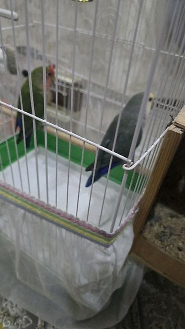 quslar type 1: Nrazlucnik erkey disidi bir balasi var yeke kletkadadi kletkanin ozun — 4