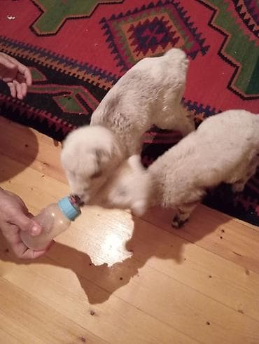 mal bazarı: Quzu, Dişi, ay: 1, Damazlıq — 1