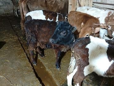 Птицы: Salam aleykum dishi danalardır qara alalar İvanovka di qırmızı sharol — 6