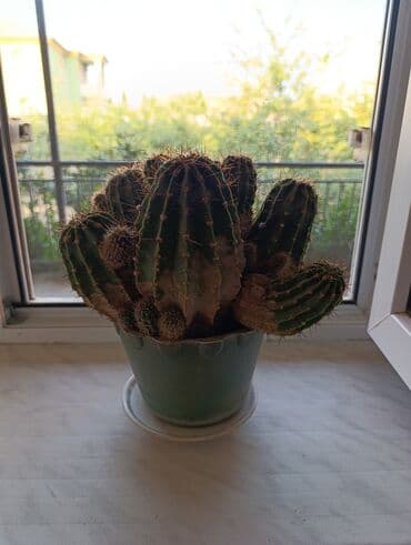 1 eded qizil gul qiymeti: Kaktus 20 manat — 3