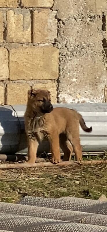 heyvan yemləri: Qurdbasar, 2 ay, Dişi — 1