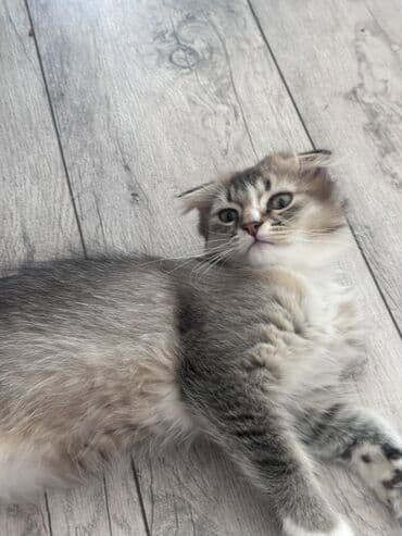 котят в добрые руки: Şinşilla, Erkək, Yaxşı əllərə, Ünvandan götürmə — 2