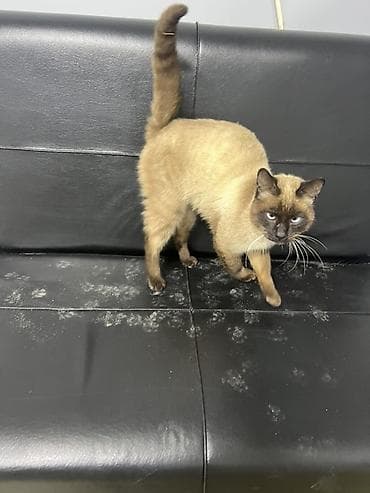 qara pisik sekilleri: Siam — 2