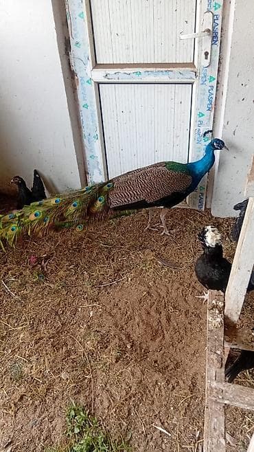 sirin pisik balalari: Tovuz quşu cütü – hind tovuzquşu ərkeyi qanad açıb mayada yumurtaya — 1