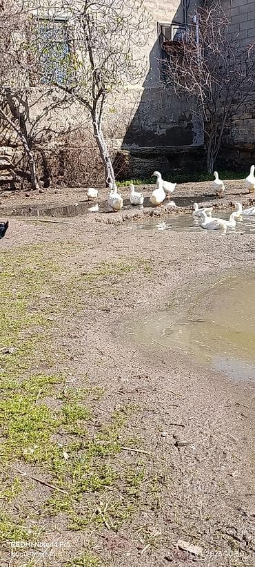 Ağ ev ördəkləri sürüsü 14 ədəd Pekin kuban ördekleri satılır 6 aylıq
