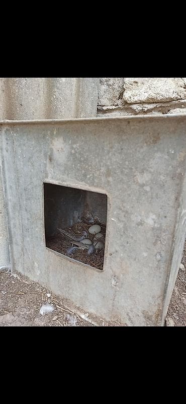 ov itleri satisi: Erkək, | Lal ördək, Ətlik — 1