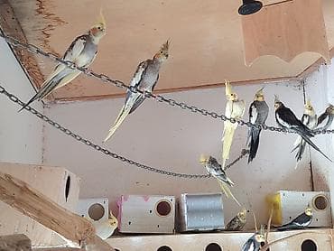 lutino: • Növ: Nimfa/Cockatiel • Rənglər: sarı (lutino), boz, ağ-üzlü, qarışıq — 3