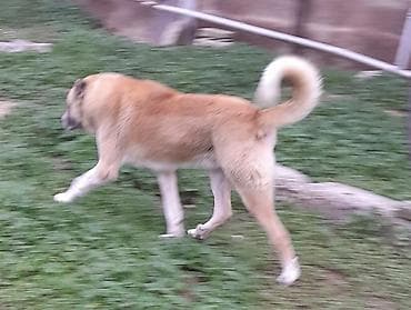 kanqal qiymeti: Kanqal, Erkek, Peyvəndli — 2