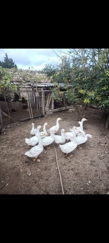 Ağ qanadlı qaz sürüsü - Növ: Ağ ev qəzləri (yerli) - Şəkillərdə