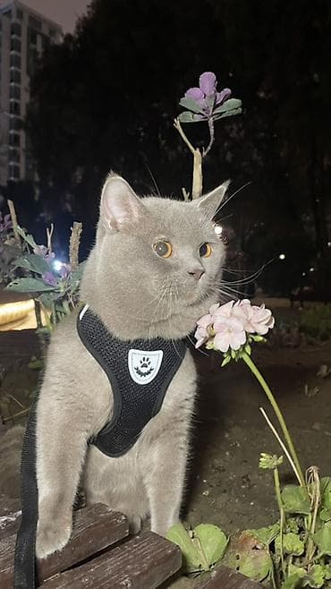 pişikler: Britan, Erkək, Cütləşmə üçün — 3