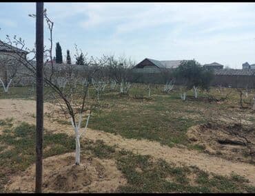 12 sot, Tikinti, Makler, Kupça (Çıxarış)