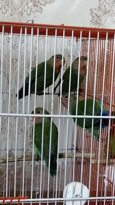 померанский шпиц цена баку: 4 eded nerazlucnik 25 azn biri Sumqayit — 3