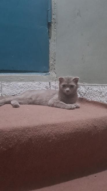 Şotland yastı qulaq, Dişi lalafo.az -da Şotland yastı qulaq, Dişi