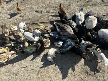 kuban ördek: Salam Aleykum Satılır Ördək Qaz Ördək Cücəsi Toyoq 36 Ədəd Lal Ördək — 10