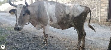 simmental inək cinsi: Самка, Holsteyn, Simental, лет: 5, 450 кг, Для мяса, Для разведения, Для молока — 2
