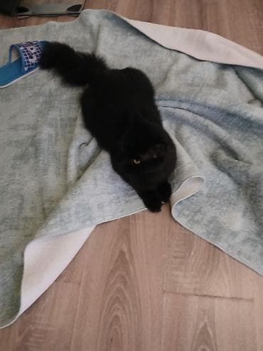 pişik cins: Yaxşı əllərə — 6