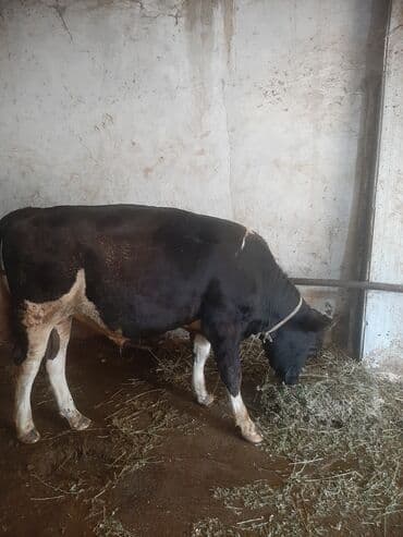 smental inekler: Самец, Simental, лет: 1, 150 кг, Для мяса, Платная доставка — 3