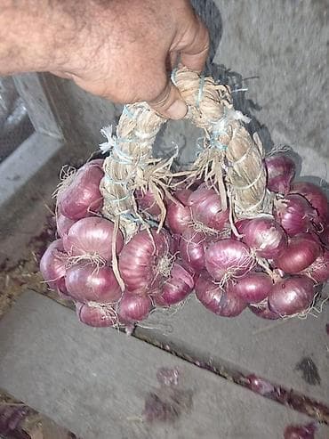 kruşka ne demek: Məhsul: Qırmızı soğan (şalğam tipli, bənövşəyi qabıqlı) Təsvir: - — 1