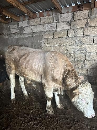 lalafo keci satisi: Satışda ətlik qaramal – bir neçə baş erkək heyvan. Xüsusiyyətlər: - — 7