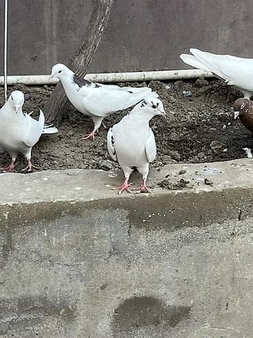 dəvə quşu: Cep erkek saglam qizgim heyvandi unvan sabuncu — 2